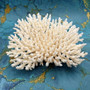 White Table Coral Large Cluster Acropora Latistella (1 coral approx. 9-10+ inches) Delicate White Table Coral for coastal display & decor!
