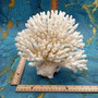 White Table Coral Large Cluster Acropora Latistella (1 coral approx. 9-10+ inches) Delicate White Table Coral for coastal display & decor!
