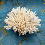 White Table Coral Large Cluster Acropora Latistella (1 coral approx. 9-10+ inches) Delicate White Table Coral for coastal display & decor!