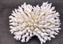 Photo of White Table Coral Large Cluster Acropora Latistella (1 coral approx. 9-11+ inches). Copyright 2024 SeashellSupply.com