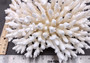 Photo of White Table Coral Large Cluster Acropora Latistella (1 coral approx. 9-11+ inches). Copyright 2024 SeashellSupply.com