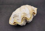 Photo of a single Derasa Clam Seashell Tridacna Derasa 1 shell approx. 5+ inches. Copyright 2024 SeashellSupply.com