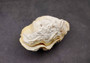 Photo of a single Derasa Clam Seashell Tridacna Derasa 1 shell approx. 5+ inches. Copyright 2024 SeashellSupply.com
