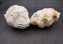 Photo of a single Derasa Clam Seashell Tridacna Derasa 1 shell approx. 5+ inches. Copyright 2024 SeashellSupply.com