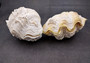 Photo of a single Derasa Clam Seashell Tridacna Derasa 1 shell approx. 5+ inches. Copyright 2024 SeashellSupply.com