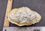 Photo of a single Derasa Clam Seashell Tridacna Derasa 1 shell approx. 5+ inches. Copyright 2024 SeashellSupply.com