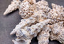 Knobby Cerithium Seashells (3 shells). Three white spiral shells dusted with black specks along the sides. Copyright 2024 SeaShellSupply.com.