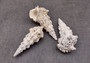 Knobby Cerithium Seashells (3 shells approx. 2+ inches) Adorable ocean sea shells for any coastal collection or display!