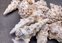 Knobby Cerithium Seashells (3 shells approx. 2+ inches) Adorable ocean sea shells for any coastal collection or display!