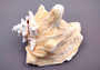 Photo of Queen Pink Conch Seashell Slit Back Strobus Gigas (1 shell approx. 7+ inches). Copyright 2024 SeashellSupply.com