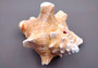 Photo of Queen Pink Conch Seashell Slit Back Strobus Gigas (1 shell approx. 7+ inches). Copyright 2024 SeashellSupply.com