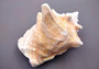 Photo of Queen Pink Conch Seashell Slit Back Strobus Gigas (1 shell approx. 7+ inches). Copyright 2024 SeashellSupply.com