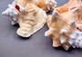 Photo of Queen Pink Conch Seashell Slit Back Strobus Gigas (1 shell approx. 7+ inches). Copyright 2024 SeashellSupply.com