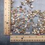 Extra Tiny Seashell Assorted Ocean Mix (approx. 1 kilogram shells 0.25+ inches) Very Small Shell Assortment for ocean art crafts & decor! Copyright 2026 SeaShellSupply.com.