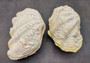 Photo of a Derasa Clam Seashell Tridacna Derasa (1 shell approx. 7+ inches) copyright 2024 SeashellSupply.com