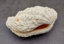 Photo of a Derasa Clam Seashell Tridacna Derasa (1 shell approx. 7+ inches) copyright 2024 SeashellSupply.com