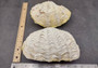 Photo of a Derasa Clam Seashell Tridacna Derasa (1 shell approx. 7+ inches) copyright 2024 SeashellSupply.com