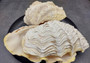 Photo of a Derasa Clam Seashell Tridacna Derasa (1 shell approx. 7+ inches) copyright 2024 SeashellSupply.com