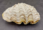 Large Derasa Clam Seashell White Tridacna Derasa (1 shell approx. 7+ inches) Big Derasa Clam Shells for art projects crafts & display!