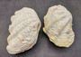 Large Derasa Clam Seashell White Tridacna Derasa (1 shell approx. 7+ inches) Big Derasa Clam Shells for art projects crafts & display!