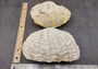 Large Derasa Clam Seashell White Tridacna Derasa (1 shell approx. 7+ inches) Big Derasa Clam Shells for art projects crafts & display!