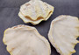 Large Derasa Clam Seashell White Tridacna Derasa (1 shell approx. 7+ inches) Big Derasa Clam Shells for art projects crafts & display!