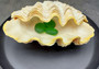 Large Derasa Clam Seashell White Tridacna Derasa (1 shell approx. 7+ inches) Big Derasa Clam Shells for art projects crafts & display!