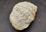 Photo of a Derasa Clam Seashell Tridacna Derasa (1 shell approx. 7+ inches) copyright 2024 SeashellSupply.com