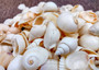 Small White Assorted Seashell Mix (approx. 1 kilogram shells 0.50+ inches) Bulk Small White Shell Assortment for arts crafts & jewelry! Copyright 2025 SeaShellSupply.com.