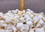Small White Assorted Seashell Mix (approx. 1 kilogram shells 0.50+ inches) Bulk Small White Shell Assortment for arts crafts & jewelry! Copyright 2025 SeaShellSupply.com.
