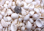 Small White Assorted Seashell Mix (approx. 1 kilogram shells 0.50+ inches) Bulk Small White Shell Assortment for arts crafts & jewelry! Copyright 2025 SeaShellSupply.com.