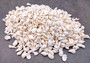 Photo of Small White Assorted Seashell Mix (approx. 1 kilogram assorted shells 0.50+ inches) copyright 2024 SeashellSupply.com