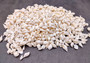 Photo of Small White Assorted Seashell Mix (approx. 1 kilogram assorted shells 0.50+ inches) copyright 2024 SeashellSupply.com