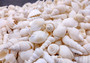 Photo of Small White Assorted Seashell Mix (approx. 1 kilogram assorted shells 0.50+ inches) copyright 2024 SeashellSupply.com