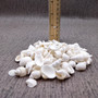 Small White Assorted Seashell Mix (approx. 1 cup +/-125 assorted shells 0.50+ inches) White Shell Assortment for ocean arts & crafts!