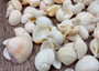 Photo of a 1 cup pile of approx. 125 assorted small white shells. Copyright 2025 SeashellSupply.com