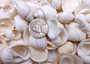 Photo of a 1 cup pile of approx. 125 assorted small white shells. Copyright 2025 SeashellSupply.com