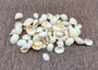 Photo of a 1 cup pile of approx. 125 assorted small white shells. Copyright 2025 SeashellSupply.com