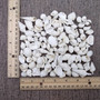 Small White Assorted Seashell Mix (approx. 1 cup +/-125 assorted shells 0.50+ inches) White Shell Assortment for ocean arts & crafts!