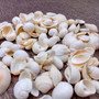 Small White Assorted Seashell Mix (approx. 1 cup +/-125 assorted shells 0.50+ inches) White Shell Assortment for ocean arts & crafts!