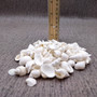 Small White Assorted Seashell Mix (approx. 1 cup +/-125 assorted shells 0.50+ inches) White Shell Assortment for ocean arts & crafts!