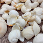 Small White Assorted Seashell Mix (approx. 1 cup +/-125 assorted shells 0.50+ inches) White Shell Assortment for ocean arts & crafts!