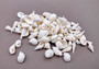 Photo of a 1 cup pile of approx. 125 assorted small white shells. Copyright 2024 SeashellSupply.com