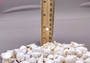 Photo of a 1 cup pile of approx. 125 assorted small white shells. Copyright 2024 SeashellSupply.com