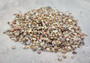 Photo of a 1 cup pile of assorted extra tiny seas shells. 1/8 to 1/4 inches. Copyright 2024 SeaShellSupply.com