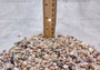 Photo of a 1 cup pile of assorted extra tiny seas shells. 1/8 to 1/4 inches. Copyright 2024 SeaShellSupply.com