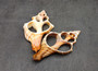 Center Cut Large Fox Seashells (2 shells approx. 4+ inches) B GRADE. Copyright 2025 SeashellSupply.com.