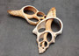 Center Cut Large Fox Seashells (2 shells approx. 4+ inches) B GRADE. Copyright 2025 SeashellSupply.com.