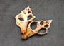 Center Cut Large Fox Seashells (2 shells approx. 4+ inches) B GRADE. Copyright 2025 SeashellSupply.com.