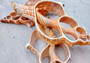 Photo of a pair of orange and cream large center cut fox shells. Copyright 2024 SeashellSupply.com